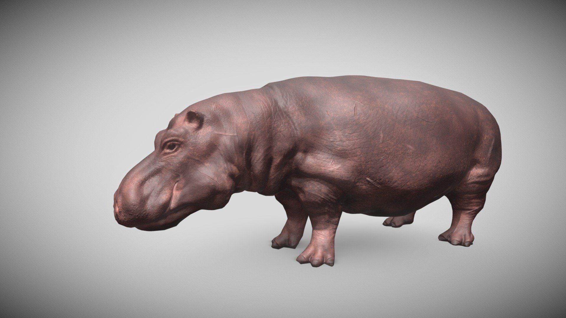 hippopotame - acheter des redevances gratuit modèle 3d seyfeyared 5549ca1 photo-réalistes vous aider à ajouter du réalisme vos projets créé l'origine blender 282 -plein pbr png textures 4k -diffuse rugosité-occlusion ambiante-metalness -normale-haute -propre quad-tri en fonction de la topologie maximum polygone efficacité -prêt subdivision -formats fichiers inclus obj fbx abc mélange stl 3D print model - Mito3D