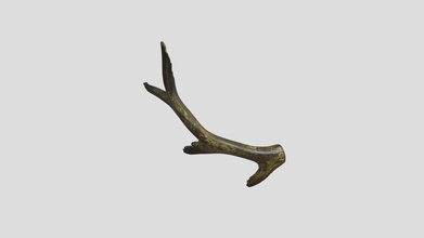 historic elk antler - 3d model swissmetrology 81178aa found 1880&rsquo s kentucky extinct breed d boone 1778 carved main beam area daniel known have crossed during his escape shawnees has also been carbon dated indicating it&rsquo age between years 1734 1805 3d print model - Mito3D
