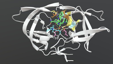 hiv-1 protease saquinavir - 3d model charlottepedley 2cf0e61 dimeric enzyme plays key role replication hiv retrovirus s involved cleaving peptide bonds via active water molecule order separate new polyprotein into its viral components without functional polyproteins remain their inactive form can t go infect cells sqv shown here green first inhibitor approved fda therapeutic use highly specific peptide-like structure binds site preventing cleavage however high dosage along protease&rsquo rapid mutation rate make resistance common people receiving aids treatment some sqv&rsquo interactions modelled above including these may affected resistance-conferring mutations 3d print model - Mito3D