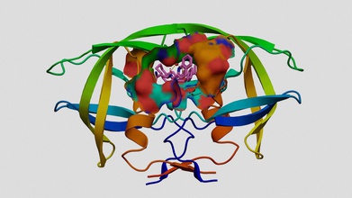 o hiv-1 protease saquinavir - modelo 3d kb kirbybrown b109975 mostrado roxo reversível competitiva, inibidor de primeiro fda aprovou hiv-1, da 1995 inibidores anti-retrovirais agem inibir a ação catalítica do hiv enzima vih usados apegar-se viral polyprotein precursores em maduro proteínas essenciais produção infecciosos virions que permite infecção pelo se espalhou através suas células usado parar curso replicação vírus mais efetiva quando utilizada combinação outras drogas-alvo diferentes fases demonstra chave interações entre site ativo claramente para você possa ver encaixa interage 3d print model - Mito3D