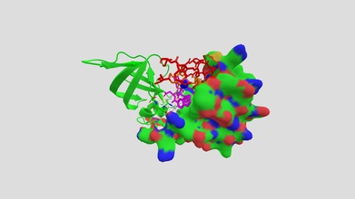 hiv protease saquinavir - 3d model palmerjade1 18ec538 homodimer enzyme cleaves long polypeptide chains create smaller proteins these then go replicate virus makes essential replication good target drugs treatment first inhibiting drug available market shown here binds s active site mainly through hydrogen bonds inhibits preventing polypeptides binding being cleaved thus stopping can cause aids life threatening those test positive discovery has enabled people live relatively normal lives saved millions 3d print model - Mito3D