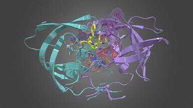 hiv protease saquinavir interaction - 3d model shaniat 752a37e enzyme cleaves large proteins into active infectious smaller via hydrolysis peptide bonds functions homodimer one shown teal mauve which requires two identical joined together carry out function without action would not able infect humans makes good mark direct efforts vaccine treatment such sqv yellow drug consumed mouth acts competitive inhibitor designed replication transition state more stable so binds instead 3d print model - Mito3D