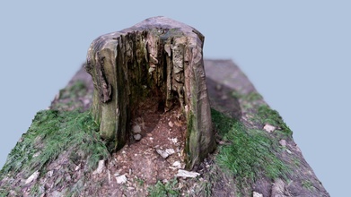 hollow tree stump - buy royalty free 3d model ppashen 04498a5 3d print model - Mito3D