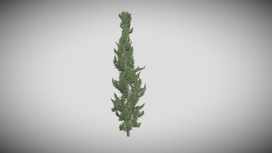 hollywood genévrier arbre 01 acheter royalties libre 3d modèle datec studio e22f473 3d print model - Mito3D