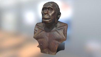 homo erectus 3d modèle pattarrien b573734 3d print model - Mito3D