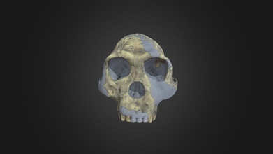 homo habilis skull - download free 3d model digital atlas ancient life digitalatlasofancientlife c0548b8 3d print model - Mito3D