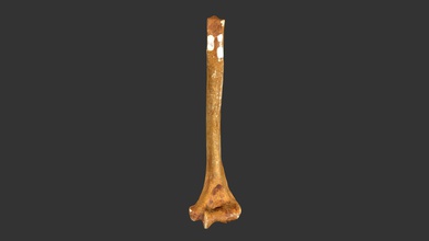 homo neanderthalensis neanderthal 1 433rp11 - download free 3d model rla archaeology rla-archaeology 31a988c location neander valley germany age 40 000 years bp material plaster cast notes catalog no left humerus type specimen fossil discovered 1856 reported 1857 johann carl fuhlrott hermann schaaffhausen made between 1930 1952 mr f o barlow r damon & co london teaching collection research laboratories university north carolina chapel hill aidan paul 3d print model - Mito3D
