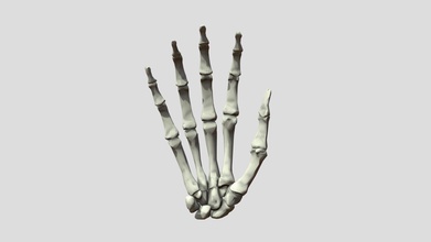 homo sapiens hand bones - download free 3d model evans evomorph lab arevans 3d76f4a 3d print model - Mito3D