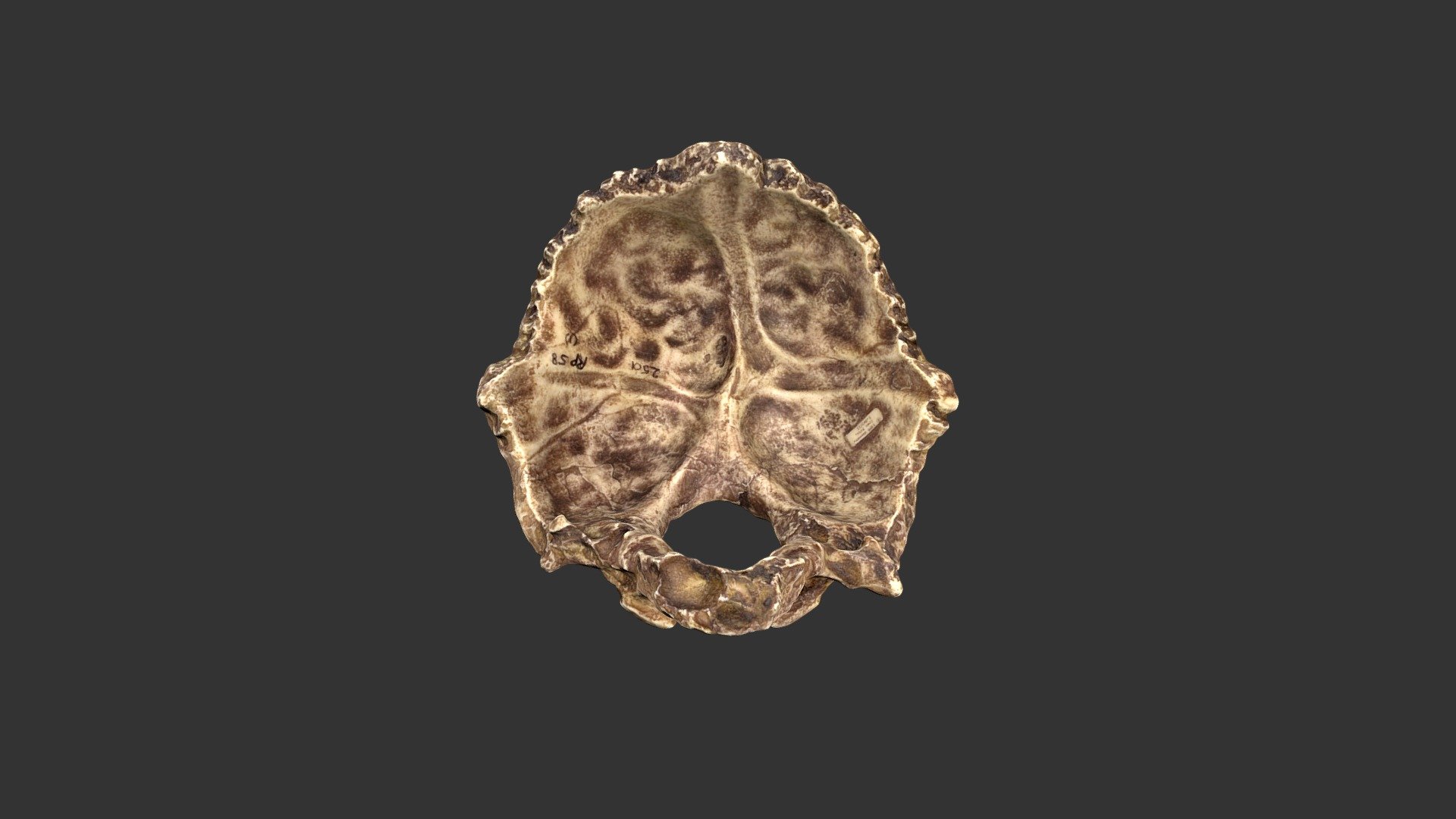 l'homo sapiens swanscombe 25011rp58-1 - modèle 3d rla archéologie rla-archéologie 1828e09 archaïque emplacement kent en angleterre l'âge 200 000 300 ans bp matériau de résine époxy fonte notes catalogue no cast crâne occipital l'un des trois fragments même individu les jeunes femmes deux ont été découverts 1935-1936 alvan t marston troisième fragment découvert 1955 un gibson j wymer également classés homo heidelbergensis casting fait wenner-gren foundation programme musée l'université pennsylvanie l'enseignement la collecte laboratoires recherche caroline du nord à chapel hill jordyn gris 3D print model - Mito3D