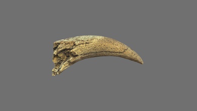 horn vrn - download free 3d model romanka303 ae074be fossil remains mammals geological museum voronezh state university 3d print model - Mito3D