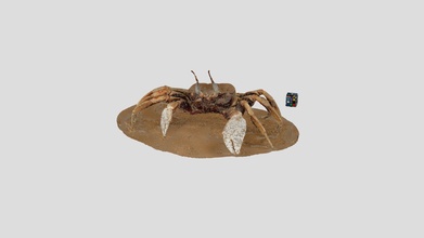 horned ghost crab ocypode ceratophthalmus - download free 3d model ffishasia floraziacom ffishasia-and-florazia 2978a5c 3d print model - Mito3D
