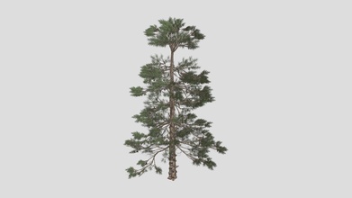 huangshan pine tree 02 - buy royalty free 3d model datec studio cd9a647 3d print model - Mito3D