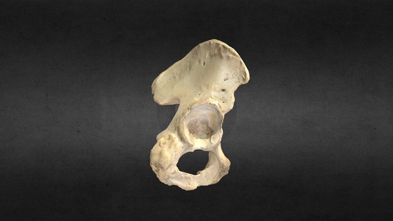 Hueso koxal kemik satın almak telif Bedava 3d model anatomi insan Gonzalo matzner çentik asetabulum çalışması kasık tüberozluk ischium pubis İliak soru ilion tabak asetabular iskial siyatik 3d print model - Mito3D