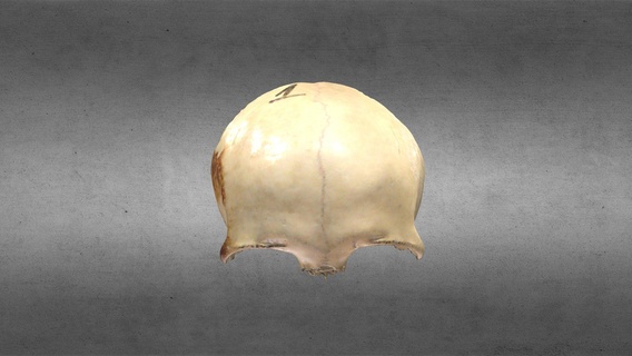 hueso frontal etmoides comprar realeza gratis 3d modelo anatomía humano gonzalo Matzner craneo cráneo huesos 3d print model - Mito3D