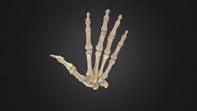 hueso la mano hand bones - buy royalty free 3d model anatom humana gonzalo tiznado anatomy anatomystudy huesos anatomia carpo carpal falanges phalanges handbones 3d print model - Mito3D