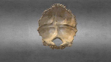 hueso occipital comprar realeza gratis 3d modelo anatomía humano gonzalo tiznado craneo cráneo 3d print model - Mito3D