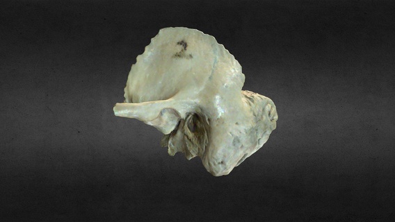 Hueso geçici kemik satın almak telif Bedava 3d model anatomi insan Gonzalo matzner Craneo diş bilimi Odontoloi kafatası del 3d print model - Mito3D