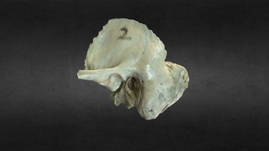 Hueso geçici kemik satın almak telif Bedava 3d model Uach Gonzalo Tiznado 8dec765 anatomi Craneo diş bilimi Odontoloi kafatası del 3d print model - Mito3D