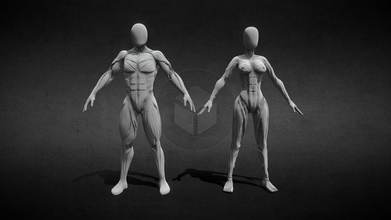 Humain anatomie sculpter acheter royalties libre 3d modèle 3dguimaraes f5b69b8 3d print model - Mito3D