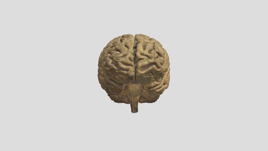 human brain - download free 3d model risd nature lab risdnaturelab 06dd00c homo sapiens 3d print model - Mito3D