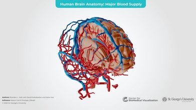 human brain vasculature internal structures - 3d model center biomedical visualization sgu sgumedart c322935 3d print model - Mito3D