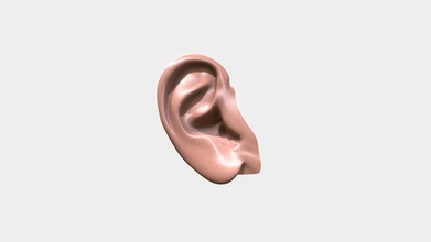 human ear - 3d model girtsurbacans 2531095 3d print model - Mito3D