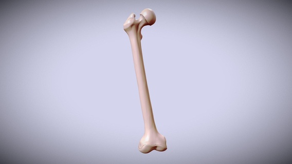 humano fêmur 3d impressão Comprar realeza livre modelo corrida espartana anatomia osso tornozelo quadril femoral 3d print model - Mito3D