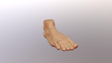 human foot - download free 3d model makssokolowski 75c7aae 3d print model - Mito3D