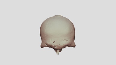 human frontal bone - 3d model jahern8 c6ec3d1 3d print model - Mito3D