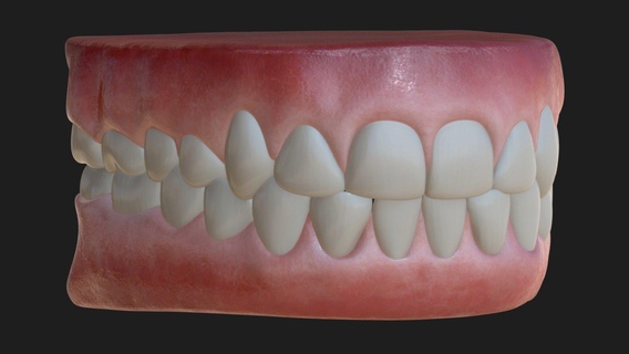 humano goma dientes comprar realeza gratis 3d modelo criismora boca mandíbula diente max odontología gimnasios canino dentadura molar encillas incisivo 3d print model - Mito3D