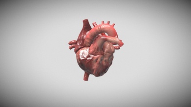 humano corazón descargar gratis 3d modelo freddan755 3342c8c 3d print model - Mito3D