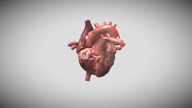 humano coração baixar livre 3d modelo freddan755 8dc1bdb 3d print model - Mito3D