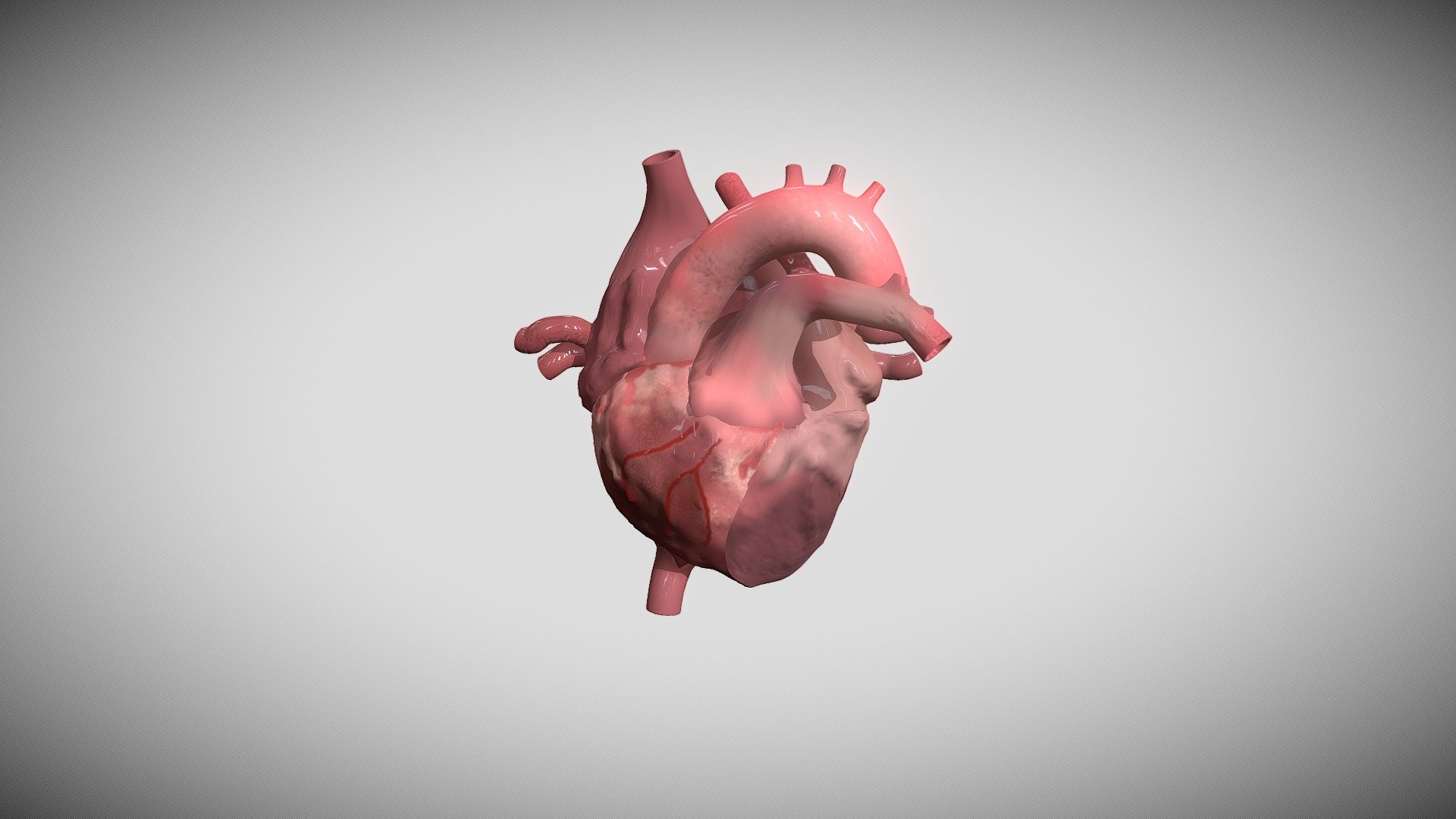 Detalles de impresión 3D humano corazon descargar