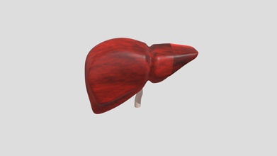 human liver - download free 3d model vikrama raghuraman vikrama1998 0d9b6b9 3d print model - Mito3D