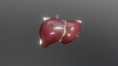 humanos fígado modelo 2020 - 3d jespes 9e7e02b esculpido zbrush montado blender 3d print model - Mito3D