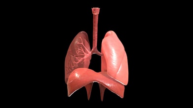 humano pulmões Comprar realeza livre 3d modelo zames1992 a4ad084 3d print model - Mito3D
