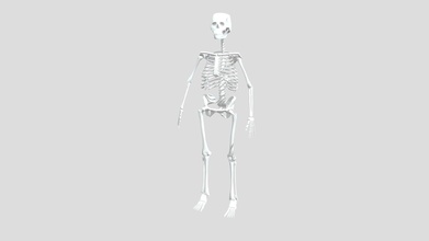 humano esqueleto baixar livre 3d modelo Emily Adams adamse8 4a70994 3d print model - Mito3D