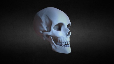 humano cráneo descargar gratis 3d modelo misterh tgvmisterh 2be3890 3d print model - Mito3D