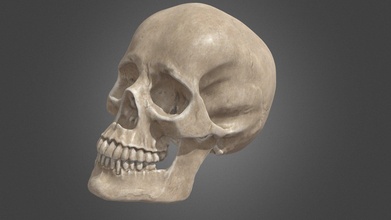 Humain crâne couronne acheter royalties libre 3d modèle paramatma d4de2dd 3d print model - Mito3D