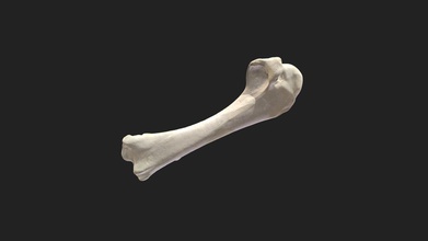 humerus pigeon - 3d model vetanatmunich 162aa0b right wing size specimen 46 x 153 316 mm scanning performed structured light scanner artec micro 3d print model - Mito3D
