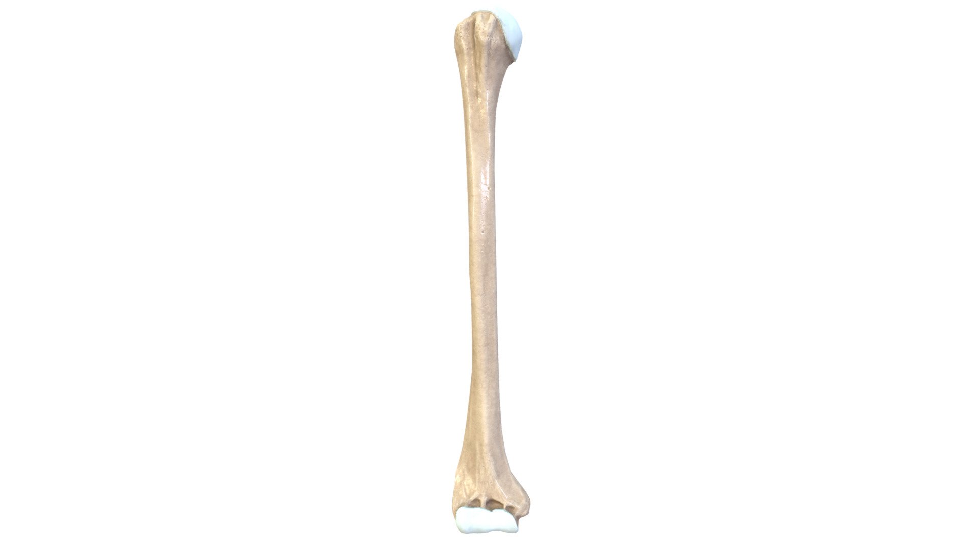 húmero Superior brazo hueso cartílago comprar realeza gratis 3d modelo anatomía médico jana apreciado 3D print model - Mito3D