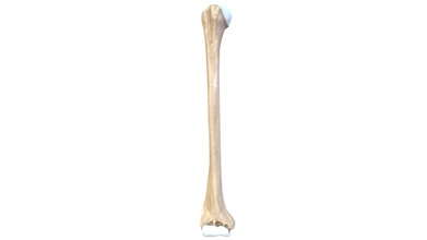 humerus upper arm bone cartilage - buy royalty free 3d model anatomy doctor jana docjana 3d print model - Mito3D