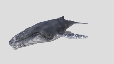 humpback whale animated - buy royalty free 3d model rohr3dsolutions a4e490e my version rigged using xpresso c4d multitude programs there currently 1 swimming animation easily you can create your own favorite scene ocean magnificient mammal pbr textures created substance painter 4k give majestic appeal slightly aged beat look if need specific but having issues reach out we help rig structure bones instead fish allow exportation animations other entirely quads has fairly high subdivision baked into it desired further subdivide accomplished check soon released printable several poses like our ones happy modeling 3d print model - Mito3D