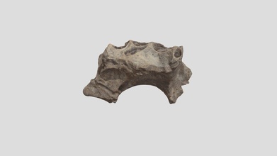 hiena cráneo fragmento thor14 39 3d modelo thorproject dc5d814 3d print model - Mito3D