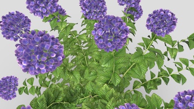 hortensia nature 3d plante acheter royalties libre modèle chandrarati f47d829 3d print model - Mito3D