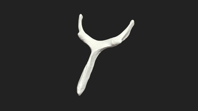 hyoid bone basihyoideum donkey - 3d model vetanatmunich 93e4ede 3d print model - Mito3D