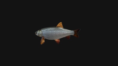 ide fish animated model - buy royalty free 3d eugeneost bf7a135 3d print model - Mito3D