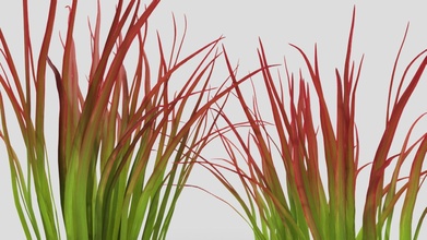 Imperat Gras Pflanze 3d Modell Kaufen Lizenzgebühren frei chandrarati 2d812c3 3d print model - Mito3D