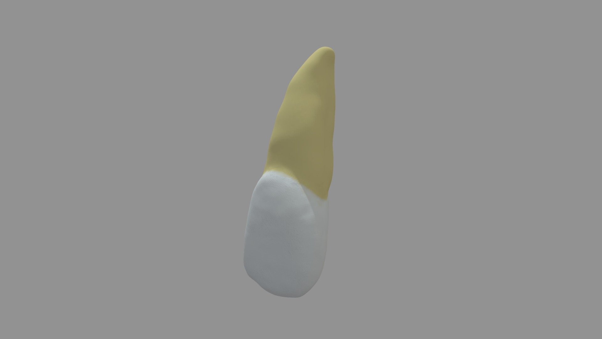 incisivo centrale maxilar dc20 - modello 3d dcoral43 c30681d 3D print model - Mito3D