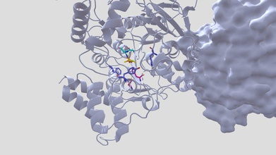 l'inibizione dell'acetilcolinesterasi sarin - modello 3d caitlinm hearn 7f9531e potente organofosforici agente nervino phosphonylates dell'acetilcolinesterasi, imitando la geometria acetilcolina intermedio tetraedrico formare legame covalente irreversibile chiave catalitica residuo di serina inibizione enzima porta rapidamente accumulo fessure sinaptiche sistema nervoso iperstimolazione spesso con conseguente morte in pochi minuti senza antidoto originariamente progettato insectiside adottato scopi militari bioterrorismo 3d print model - Mito3D